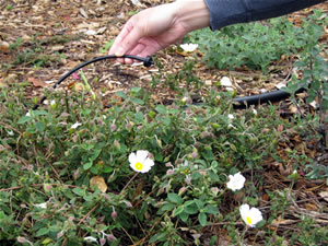 Low-maintenance Planting