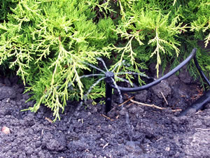 Juniper Irrigation