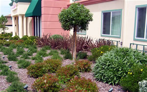 Low-maintenance Planting